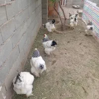 مرغ برهما