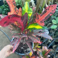 گل طبیعی|گل و گیاه طبیعی|میناب, |دیوار