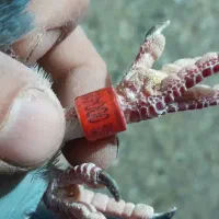 کبوتر|پرنده|رامند, |دیوار