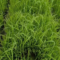 نشای علی کاظمی