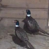خروس دور گردن سفید