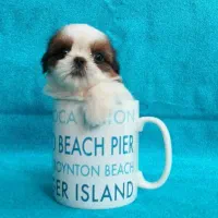 فروش سگ های جیبی و مینیاتوری،گربه های خانگی