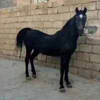 اسب عرب واکسی خوشتیپ|اسب و تجهیزات اسبسواری|قیدار, |دیوار
