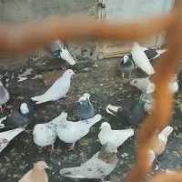 انواع کبوتر