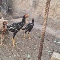 لاری اصل نژاد دار|حیوانات مزرعه|دشتابی, |دیوار