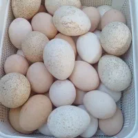 تخم مرغ بوی
