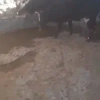 گوساله دورگ بومی کوردستان۴ راس|حیوانات مزرعه|طاهرگوراب, |دیوار