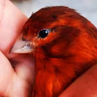 قناری سوخته سرخ مستخون