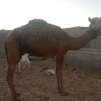 شتر بلبون