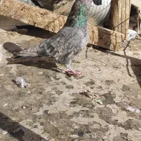 جفت کوهی و قهوه ای|پرنده|اهواز, بهارستان|دیوار