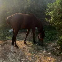 اسب‌نریون‌‌معاوضه‌با‌گوسفند‌