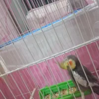 عروس هلندی