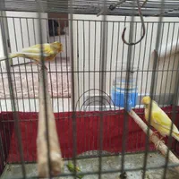 یک جفت قناری نروماده سالم وسرحال|پرنده|شاهین‌شهر, فردوسی|دیوار