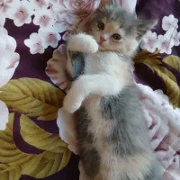 گربه پرشین بریتیش میکس ماده