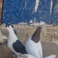 رنگه کفتر جفتگاه خال سرخ ساده کاکلی