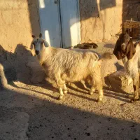 بز ماده|حیوانات مزرعه|ثمرین, |دیوار