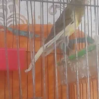 سلام یک عدد غناری ابلق خوب وبخوان|پرنده|سیلاخور, |دیوار