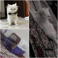 گربه پرشین فلت