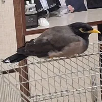 مینا سخنگو دستی|پرنده|زاهدان, |دیوار