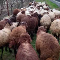 فروش وره مار