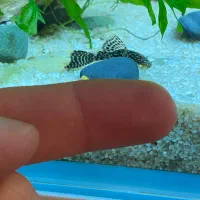 ماهی لجن خوار