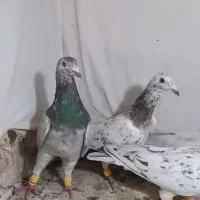 ۵ تا هفرنگ نر جوان یه ساله  زد و خردی|پرنده|قزوین, |دیوار