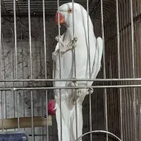 دو عدد طوطی ملنگو البینو نر مست با تست جنسیت