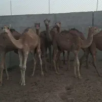 شتر بلوون نر نژاد دار