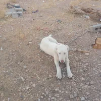 توله سرابی ۴ماهه آینده دار