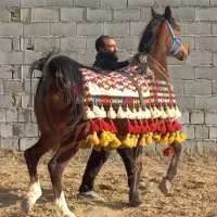 رخش|اسب و تجهیزات اسب‌سواری|برخوار, |دیوار