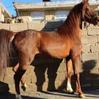 کره سهیل جهاندیده