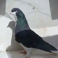 کبوتر.کفتر.بهبهونی و شهری و پلاکی|پرنده|شیراز, محراب|دیوار