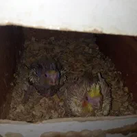 جوجه سرلاکی