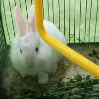 خرگوش سفید دوماهه