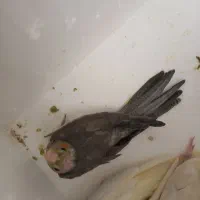 ماکت عروس هلندی