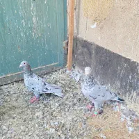 نروماده کرز دوتا نر صحرای وکله دار