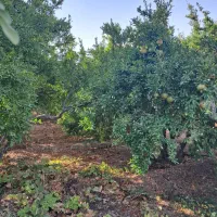 باغ شهری فاروق متراژ ۱۰۰۰متری