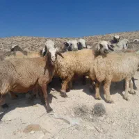 میش داشتی