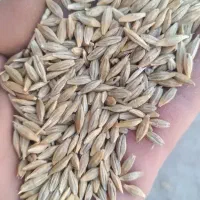 جو  دیم بدون شکستگی