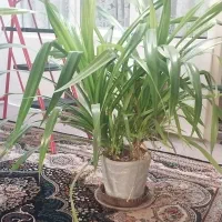 تعدادی گل آپارتمانی سالم و بدون آفت
