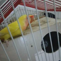 طوطی برزیلی مولد|پرنده|مبارکه, |دیوار