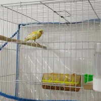 قناری نر|پرنده|مشهد, توس (بلوار توس)|دیوار