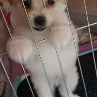 سگ پامرین اشپیتز نر