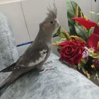 عروس هلندی ۵ ماهه سخنگو|پرنده|خمین, |دیوار