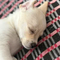 پامر اشپیتز وپیکینیز|سگ|مشهد, امیریه|دیوار