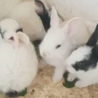 بچه خرگوش خوشکل