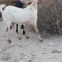 بزفروشی