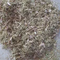 کاه گرگرو بسیار مرغوب و پر دان