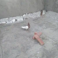 کبوتر گم شده