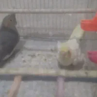 با سلام  عروس هلندی